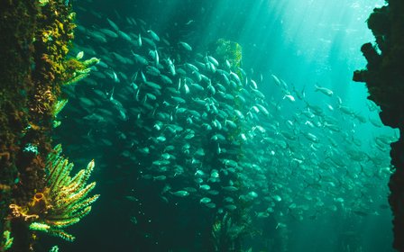 One of only six underwater observatories in the world