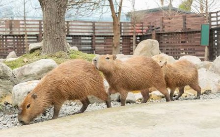 可愛動物近距離互動