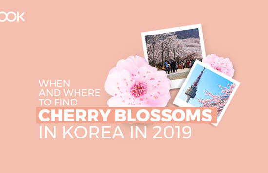 cherry blossoms korea cover