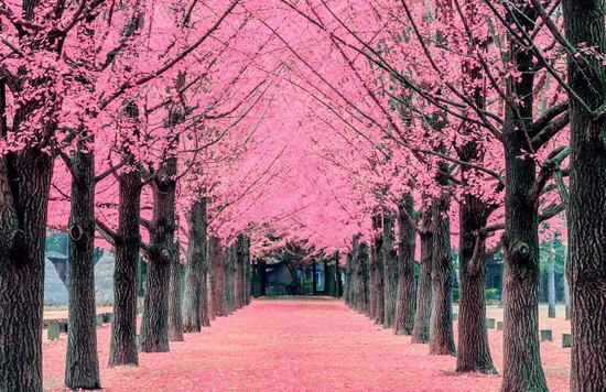 Hanami 11