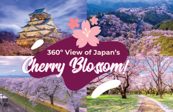 360 degree views of cherry blossom in Japan 
