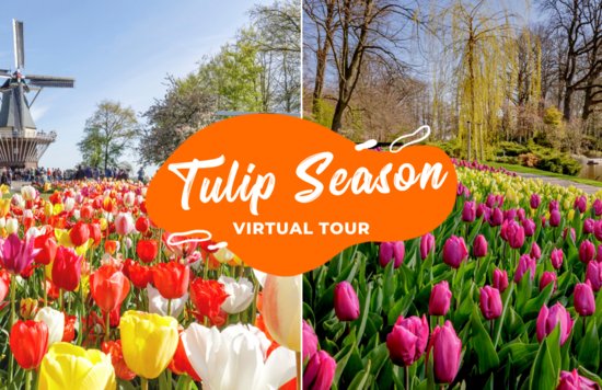 Tulip Season Blog Cover