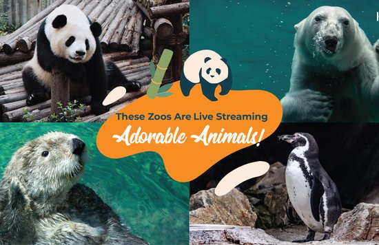zoos live streaming adorable animals 
