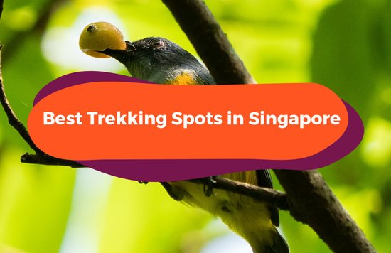 trekking spots singapore