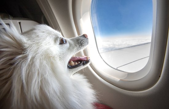 plane travel dog