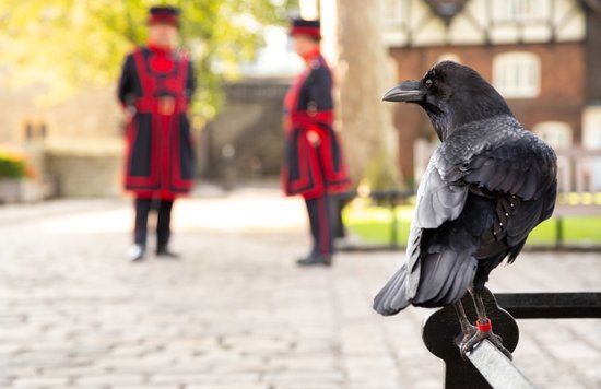 Tower of London Ravens header