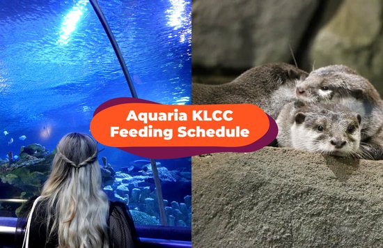 aquaria klcc feeding time