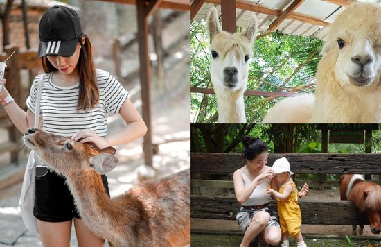 farm in the city petting zoo kl malaysia