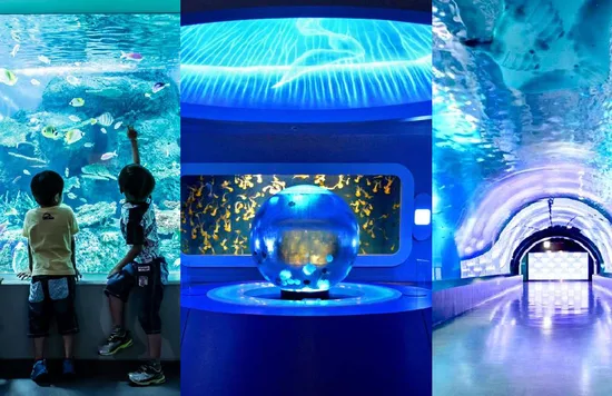 東京近郊 おすすめ水族館10選｜次の休日に行くならどこにする？