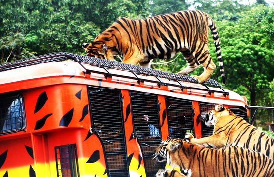 tigers on car at zoobic safari