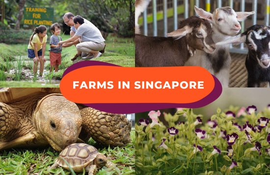 farms in singapore cover image
