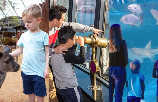 Image Credits: @wildlifesydneyzoo, @sydneytowereye and @Sealifesydneyaquarium on Instagram