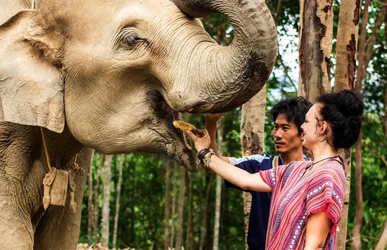 elephant feeding in chiang mai