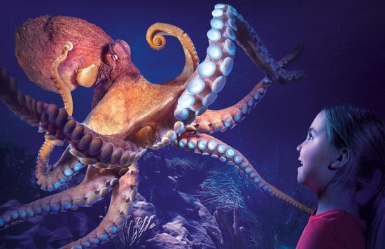 Little girl observing an octopus