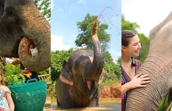 @elephantjunglesanctuary