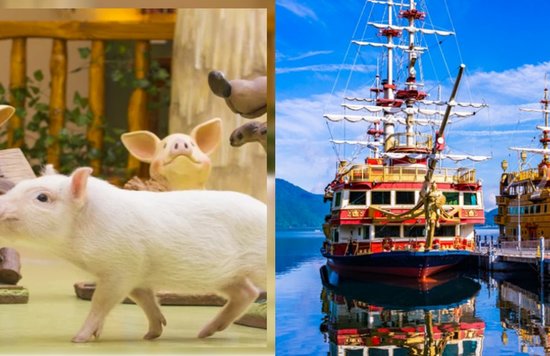 Pig and 2 pirate ships