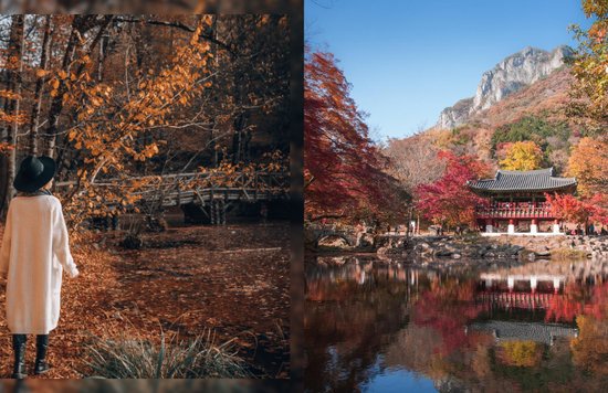 woman and temple in korea in autumn