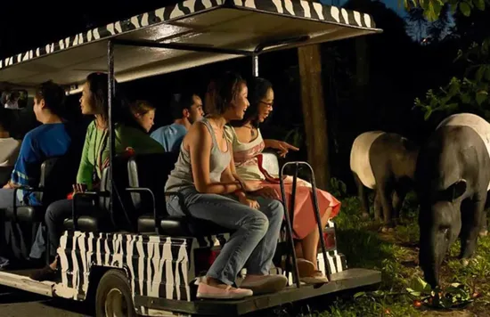 Tham gia các tour tham quan Night Safari Singapore