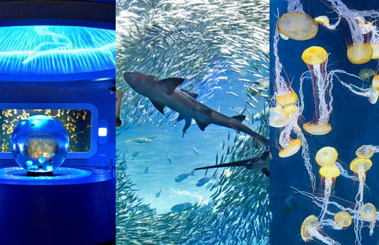 新江ノ島水族館は神奈川で大人気のレジャースポット