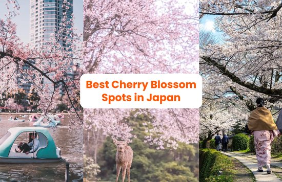 best places to see cherry blossoms in japan 2023