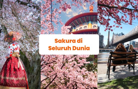 Blog Cover ID - Negara yang Mempunyai Sakura