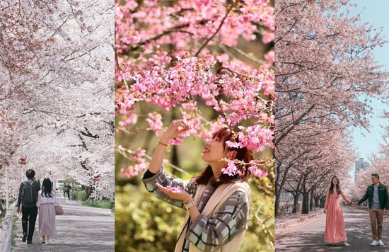 cherry blossom experiences 2023