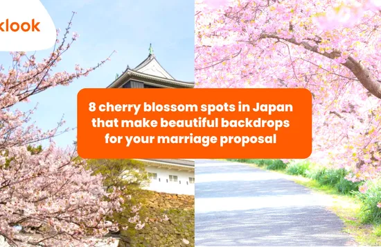 Cherry blossom season in Japan