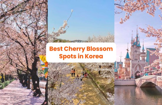 cherry blossom forecast korea 2023