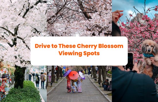 people walking down road with cherry blossoms