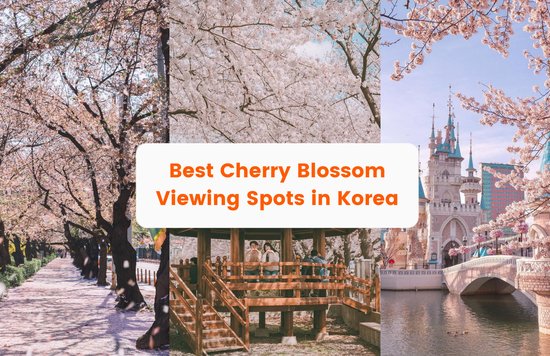 Cherry Blossom Viewing Spots In Korea Cherry Blossom Forecast 2024
