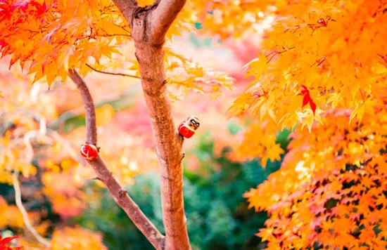 รูปภาพจาก Satoshi Hirayama
