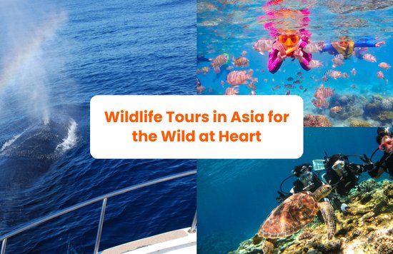a collage of three images w the title banner, wildlife tours in asia for the wild at heart