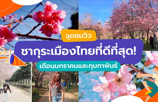 17_จุดชมวิวซากุระเมืองไทยที่ดีที่สุด!--เดือนมกราคมและกุมภาพันธ์