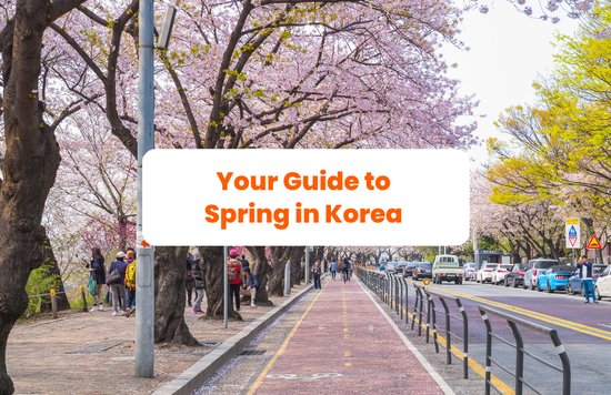 photo of street near yoeuido park w peak cherry blossoms with copy of title in the middle, "your guide to spring in korea"