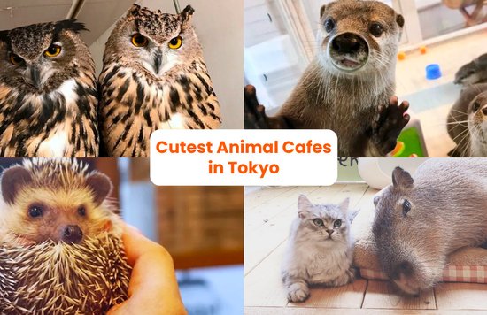 animal cafes in tokyo