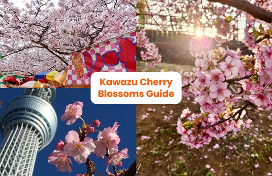 kawazu cherry blossom guide