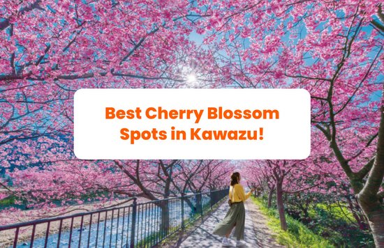 Cherry Blossom In Kawazu banner