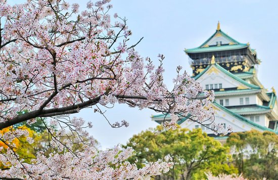 Osaka Cherry Blossom Blog Cover