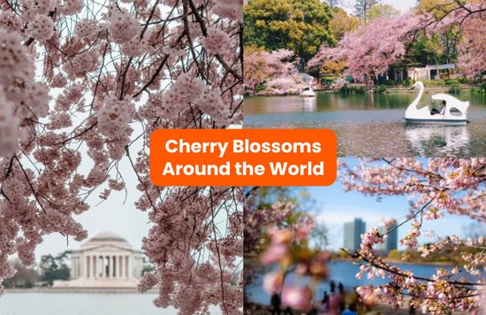 cherry blossoms around the world