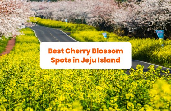 a road in jeju with cherry blossoms and canola flowers in full bloom on both sides
