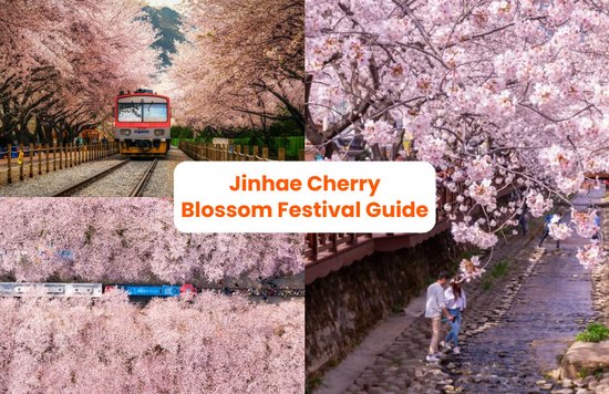 jinhae cherry blossom festival 