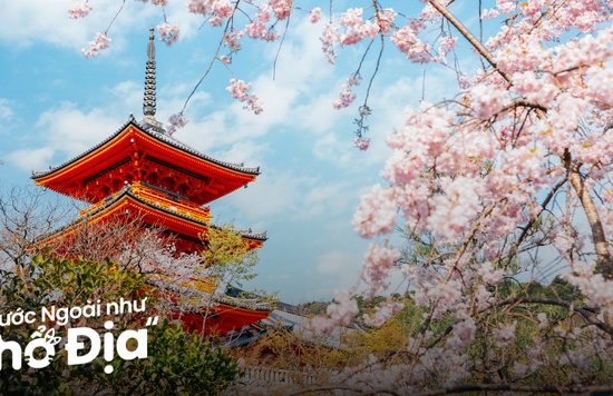 hoa-anh-dao-kyoto