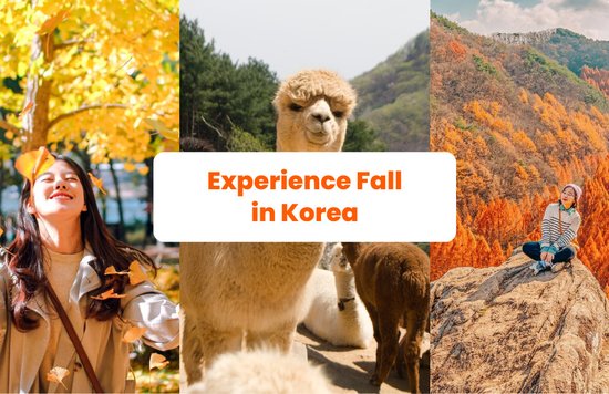 a collage of three photos showcasing fall in korea