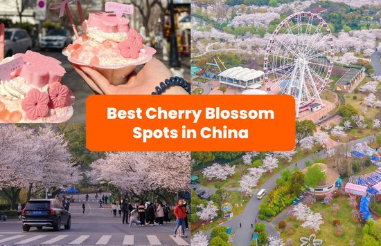 China Cherry Blossom Forecast and Viewing Spots