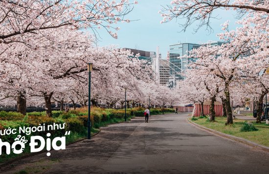 hoa-anh-dao-trung-quoc