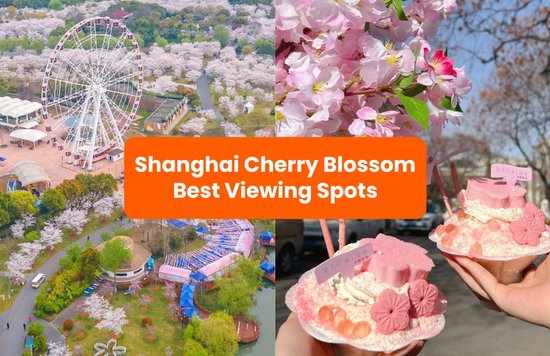 Top Spots for Shanghai Cherry Blossom Viewing