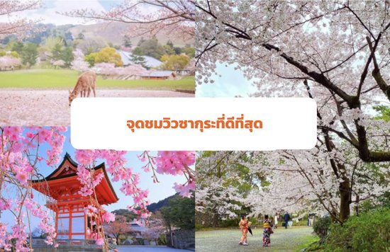 11_พยากรณ์ดอกซากุระบานในญี่ปุ่นปี-2024--สถานที่ชมดอกซากุระในญี่ปุ่น