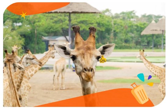 曼谷動物園封面