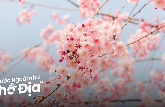 mua-hoa-anh-dao-nhat-ban