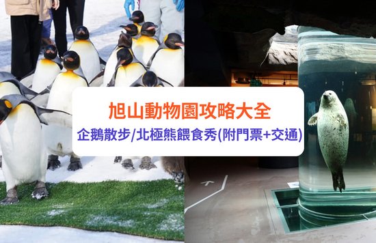 旭川 旭川景點 北海道 北海道景點 北海道親子遊 北海道自由行 北海道景點2025 旭山動物園 旭山動物園企鵝 旭山動物園企鵝散步 旭山動物園冬天 旭山動物園冬季 旭山動物園北極熊